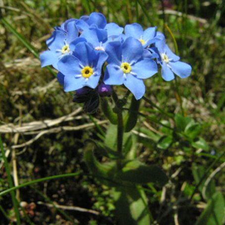 myosotis 4 - nu ma uita