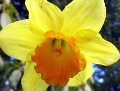 narcissus-narcise