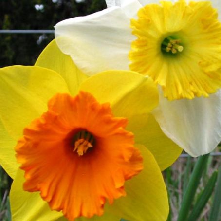 narcissus 3 - narcise