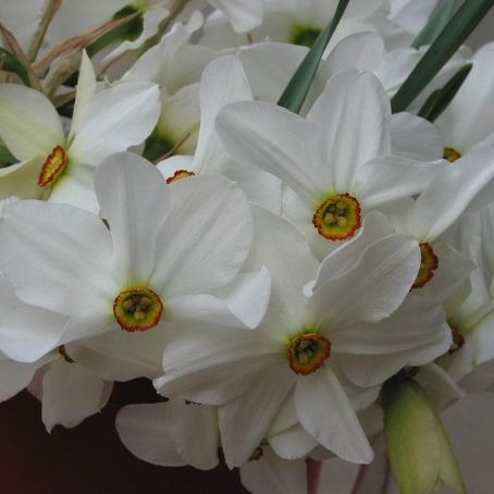 narcissus 2 - narcise