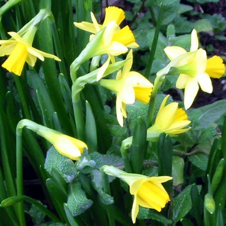 narcissus 5 - narcise