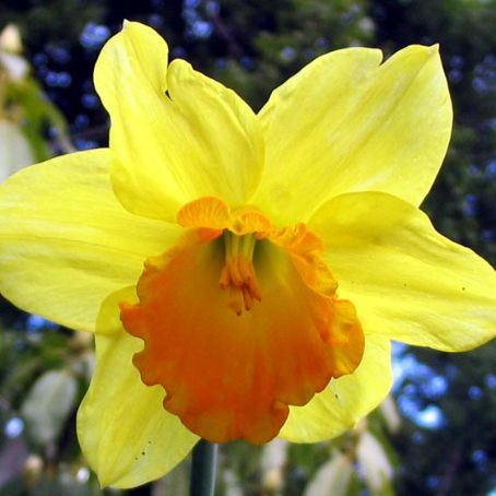 narcissus 1 - narcise