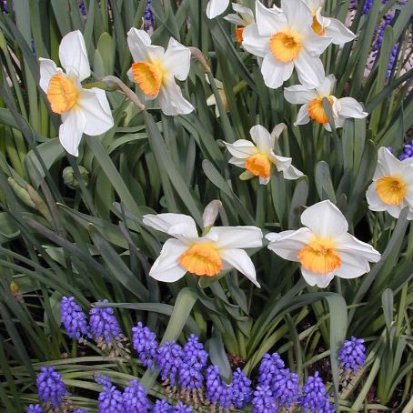 narcissus 4 - narcise