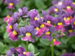 nemesia-nemesia