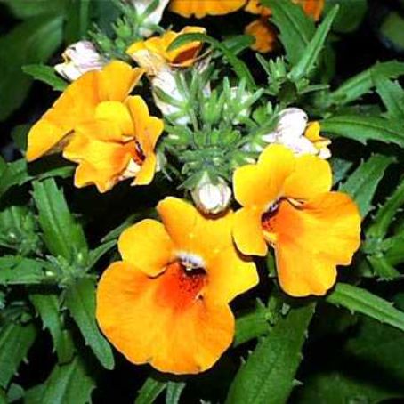 nemesia 3 - nemesia