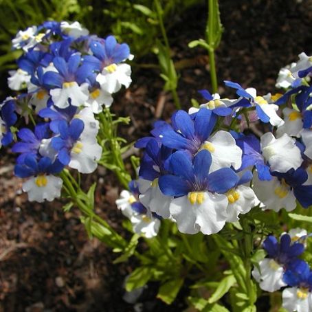 nemesia 4 - nemesia