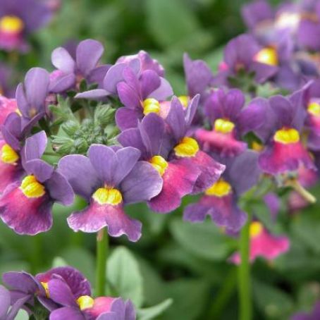nemesia 1 - nemesia
