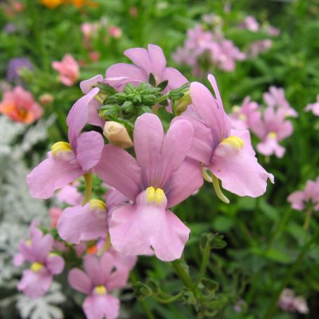 nemesia 2 - nemesia