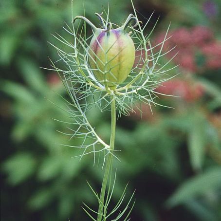 nigella 4 - chica voinicului