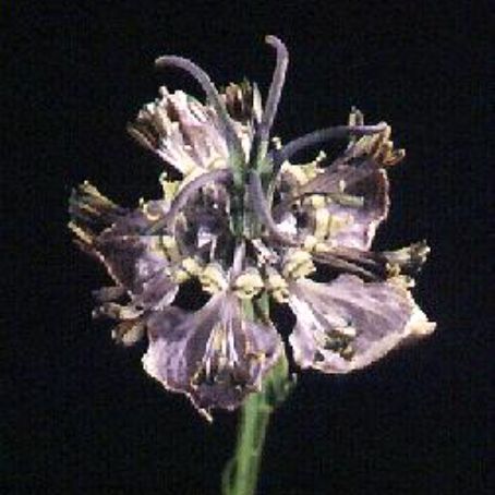 nigella 3 - chica voinicului