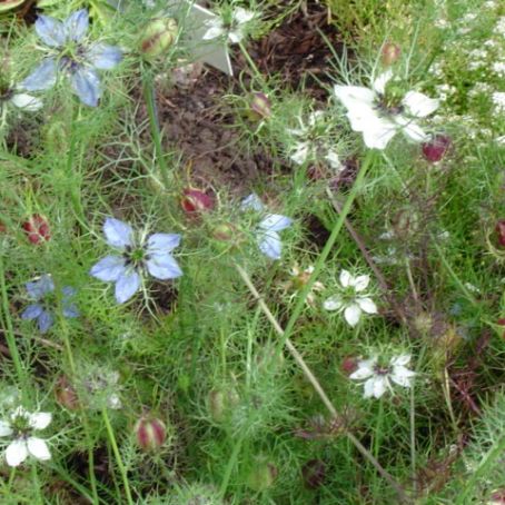 nigella 2 - chica voinicului