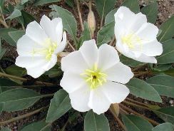 ../plante-si-flori/photos/gradina/oenothera-6135370.jpg