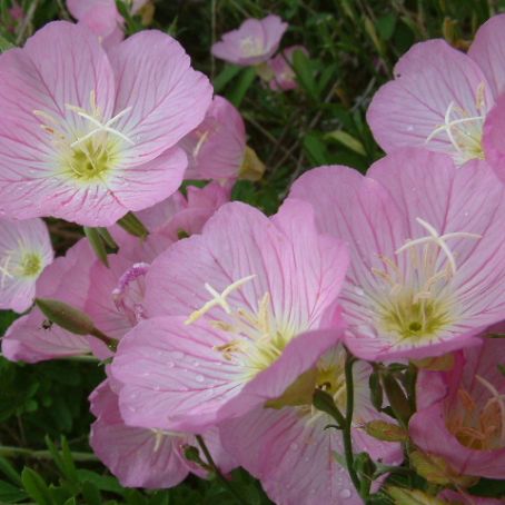 oenothera 5 - luminita
