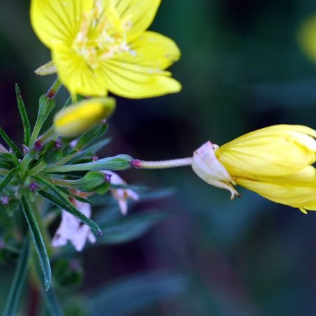 oenothera 1 - luminita