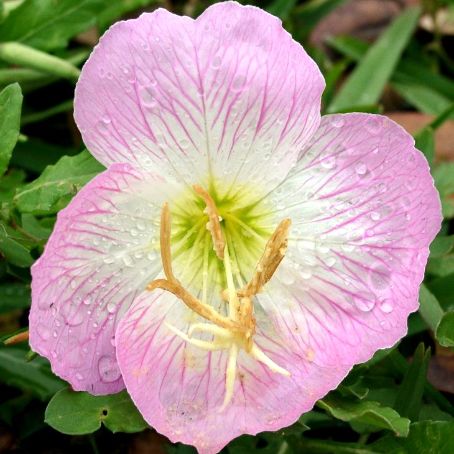 oenothera 4 - luminita
