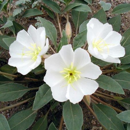 oenothera 3 - luminita