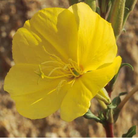 oenothera 2 - luminita