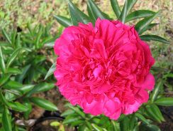 paeonia-bujor