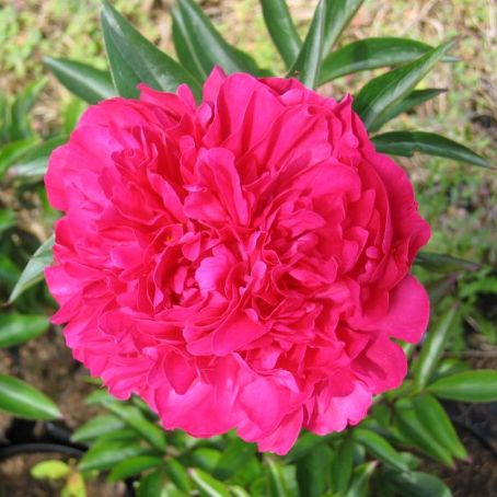 paeonia 2 - bujor