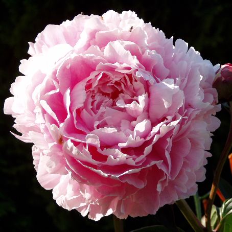 paeonia 3 - bujor