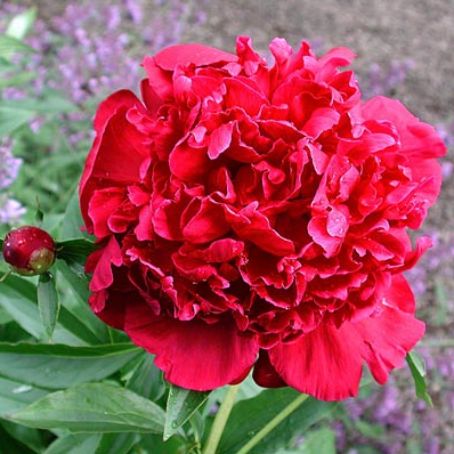 paeonia 4 - bujor