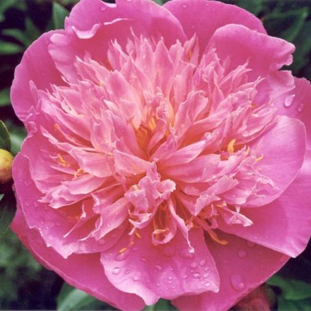 paeonia 1 - bujor