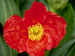 papaver-mac