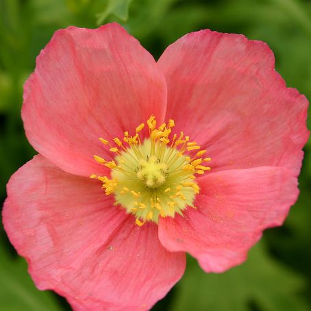 papaver 5 - mac