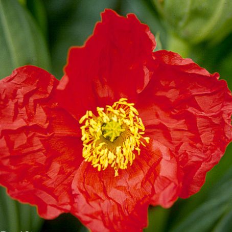 papaver 1 - mac