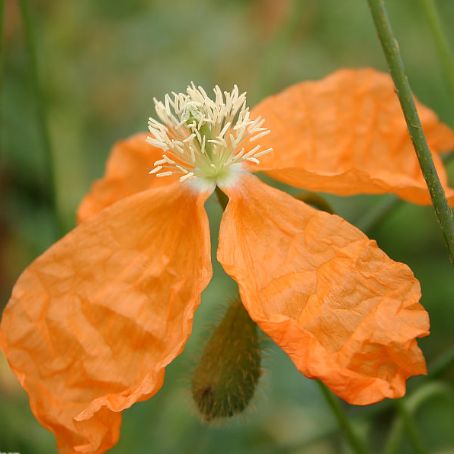 papaver 2 - mac
