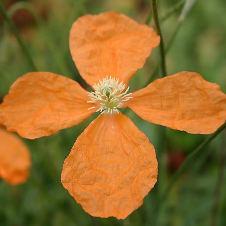 papaver 3 - mac