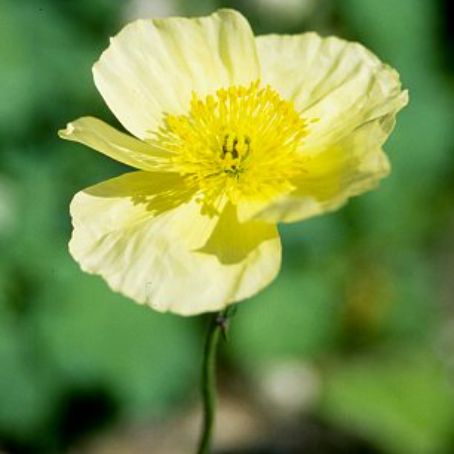 papaver 4 - mac