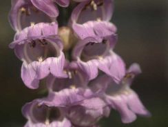 penstemon-penstemon