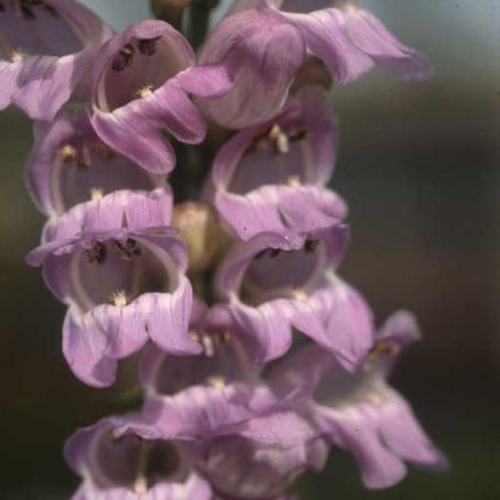 penstemon 4 - penstemon