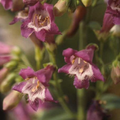 penstemon 3 - penstemon
