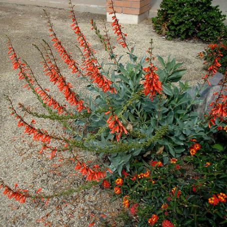 penstemon 1 - penstemon