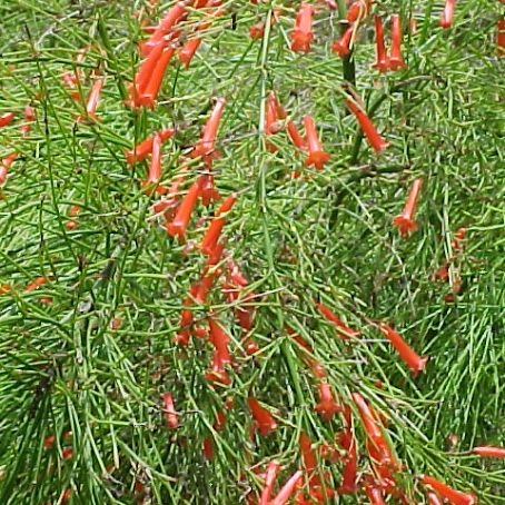 penstemon 2 - penstemon