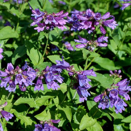 penstemon 5 - penstemon