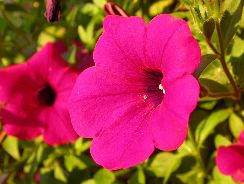 petunia-petunie