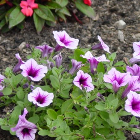 petunia 4 - petunie