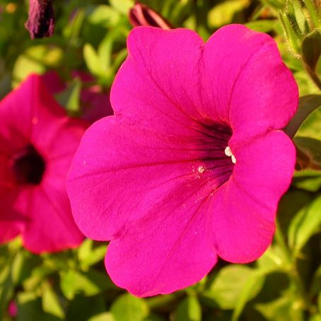 petunia 1 - petunie