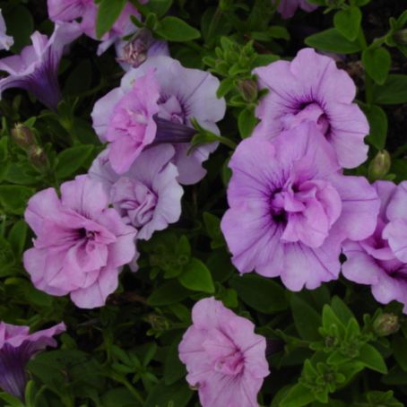 petunia 3 - petunie