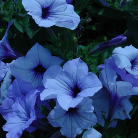 petunia 5 - petunie
