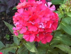 phlox-brumarele