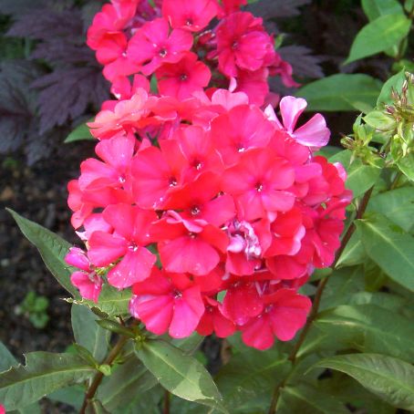 phlox 1 - brumarele