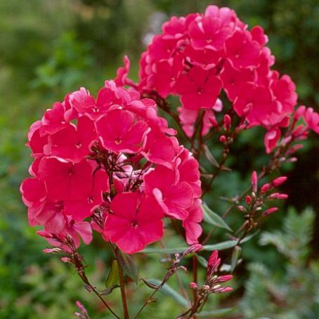 phlox 2 - brumarele