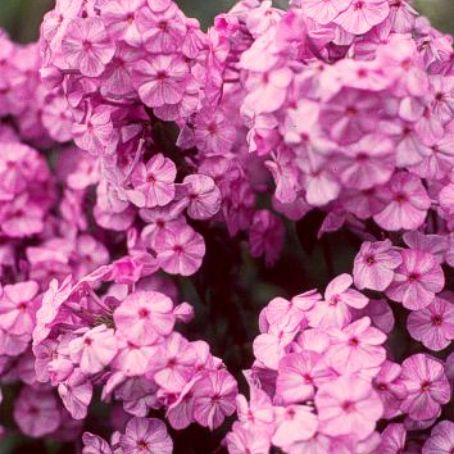 phlox 5 - brumarele