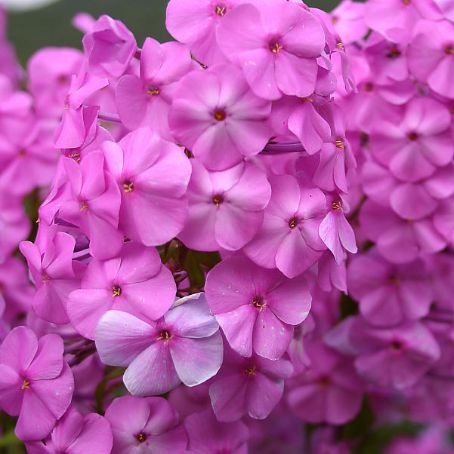 phlox 4 - brumarele