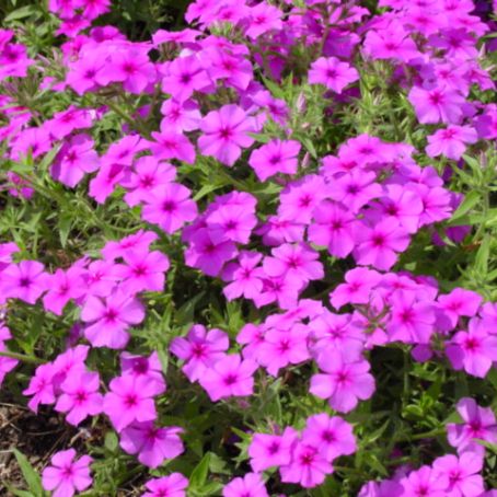 phlox 3 - brumarele