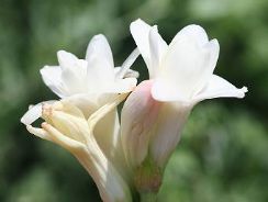 polianthes-tuberoze